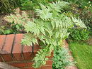 Deers foot fern